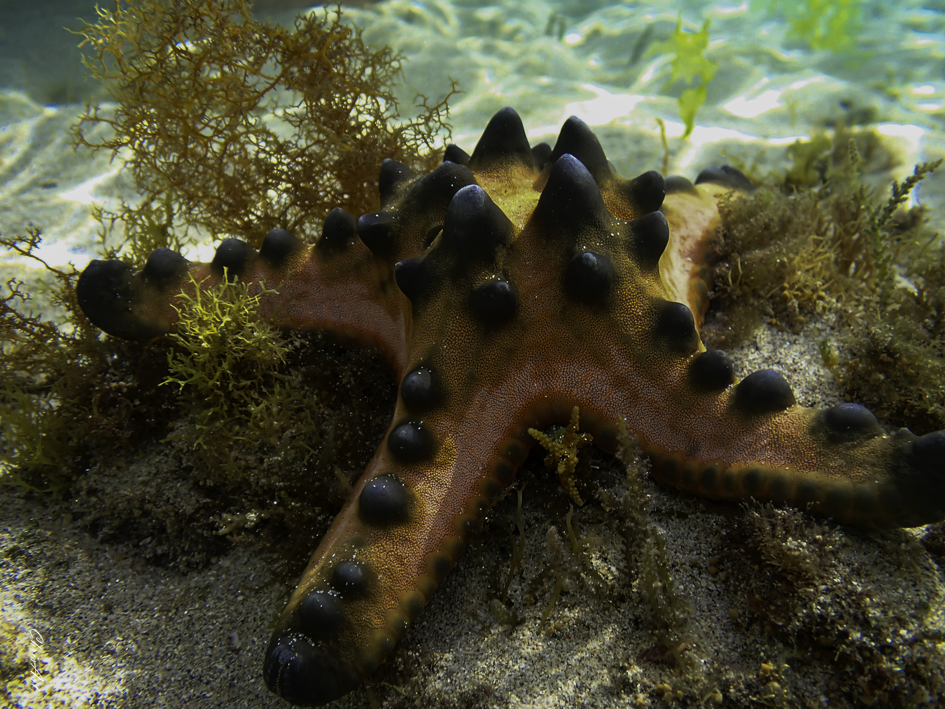 Etoile de mer, Protoreaster nodosus, Bali,© ChrisArt photo