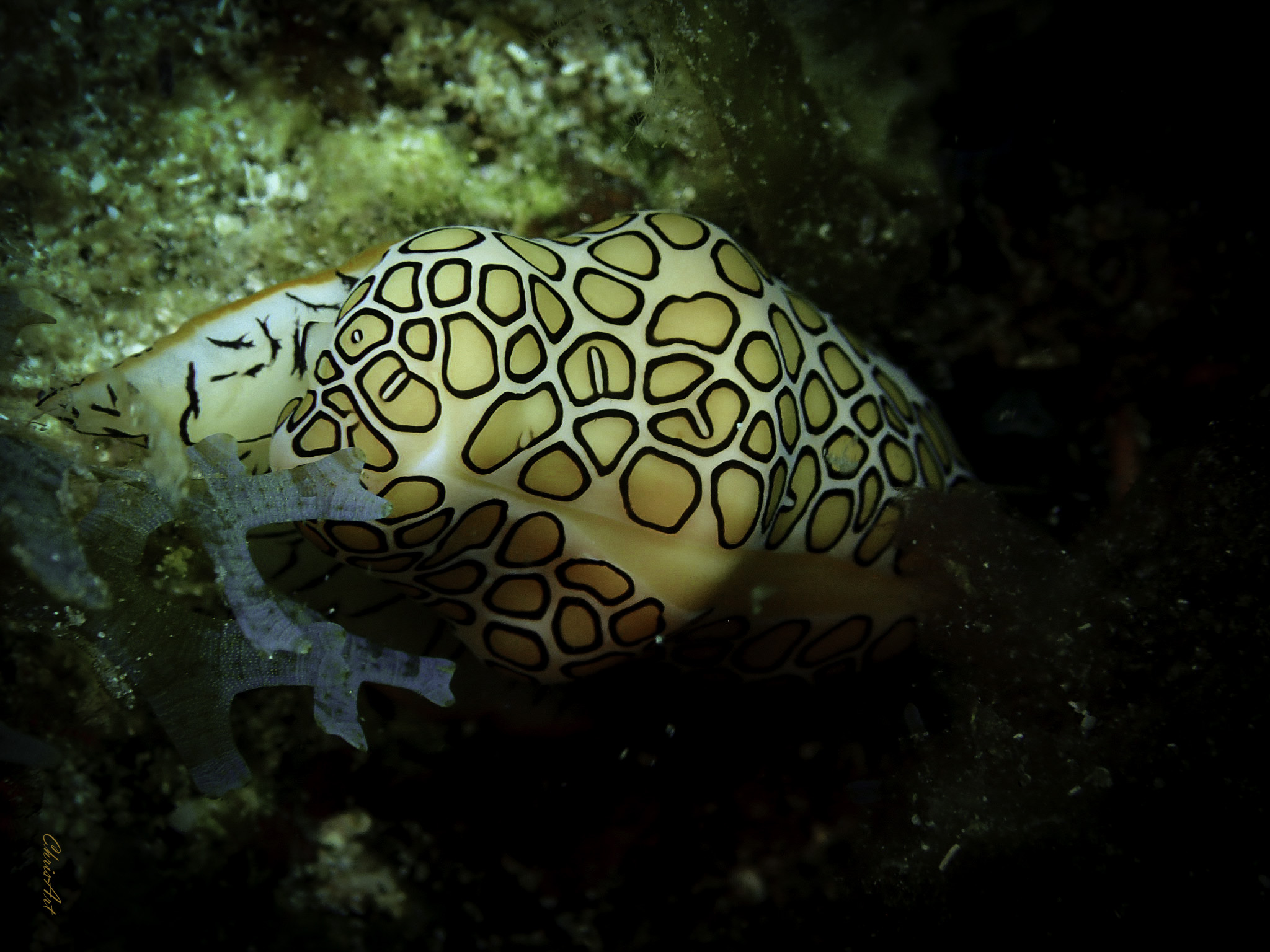 Limasse de mer , Martinique © ChrisArt photo