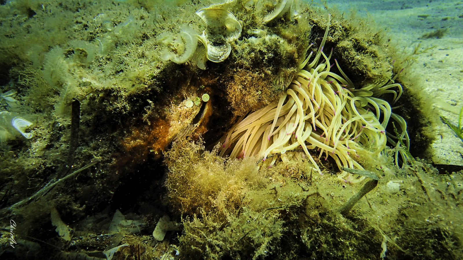 Anémone de mer verte, © ChrisArt photo