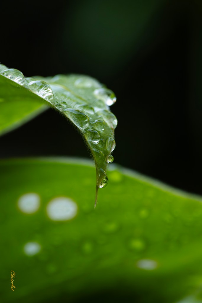Rosée du matin, Bali© ChrisArt photo