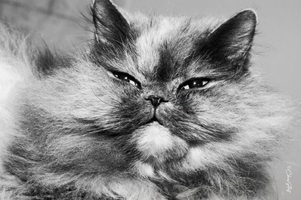 shooting animaux intérieur ou extérieur, une heure, 25 photos retraillées, 0.00